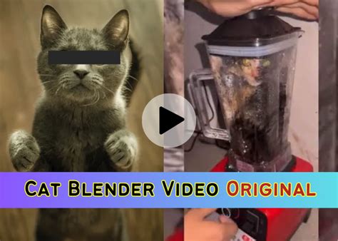 cat blender footage|The “Cat Blender” Situation